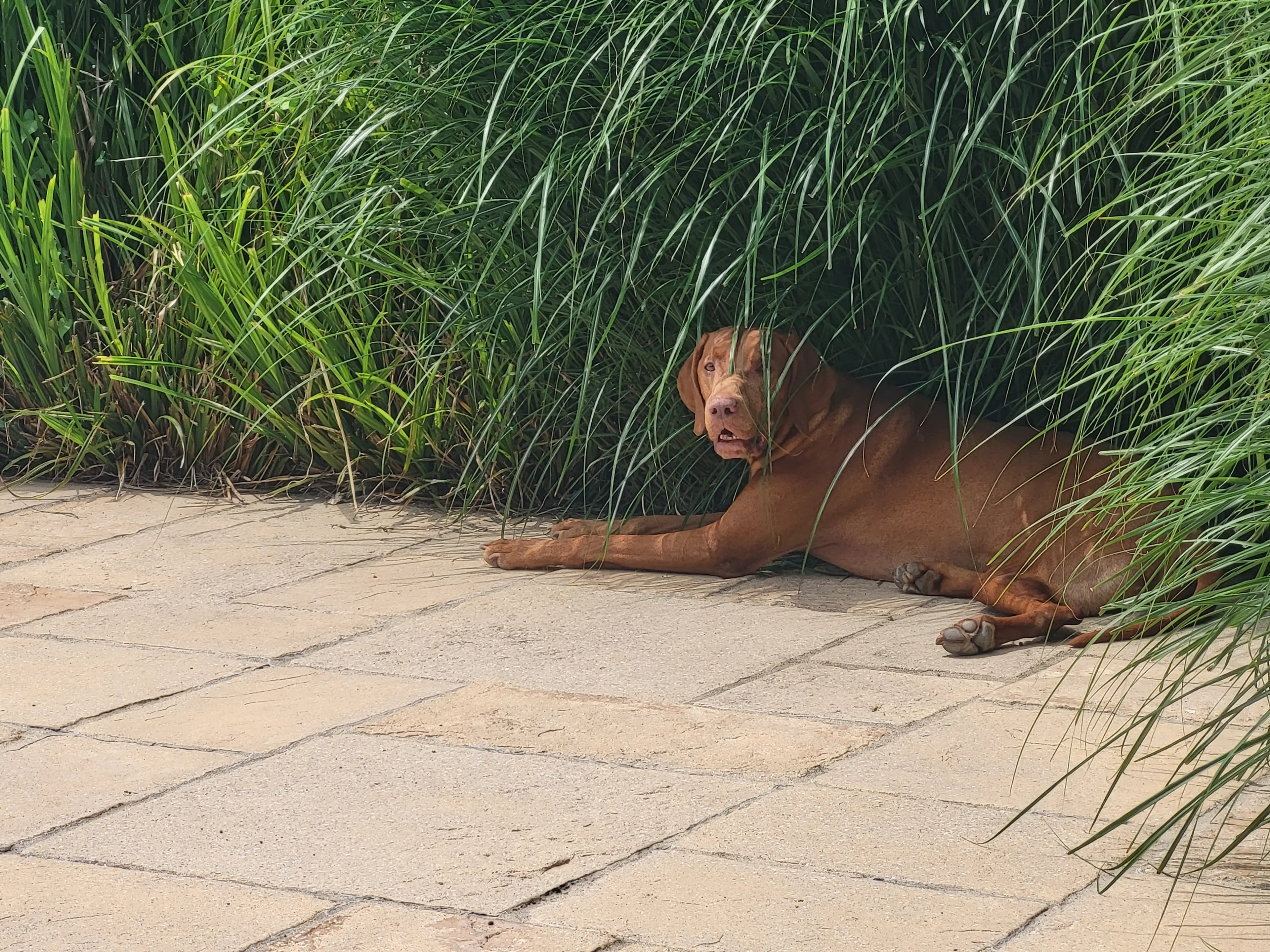 Hund Cooper im Gras